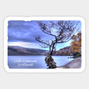 Tree at Firkin Point, Loch Lomond, Scotland Sticker